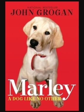 Marley Red Dog Collar - Classic Pet Collar